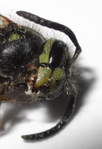 Vespula vulgaris
